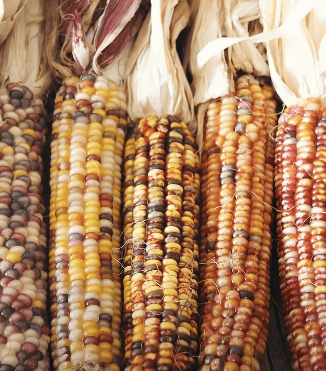 Peeled corn